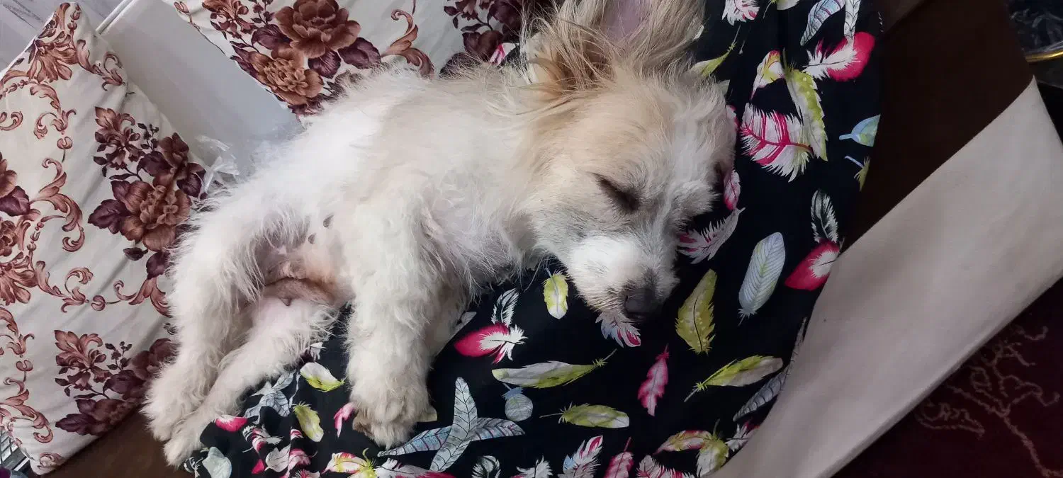 واگذاری شیترو تیریر|سگ|رشت, سیا اسطلخ|دیوار