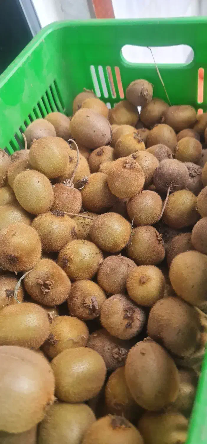 کیوی ریز موجود هست|خوردنی و آشامیدنی|حویق, |دیوار