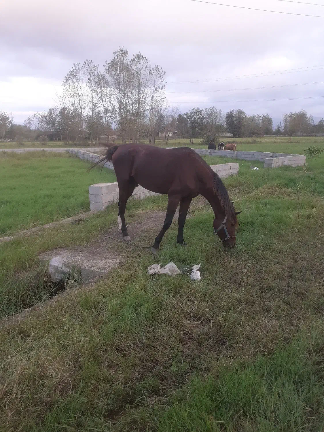 فروش نریان عرب ایرانی ۵ سال|اسب و تجهیزات اسبسواری|خشکبیجار, |دیوار