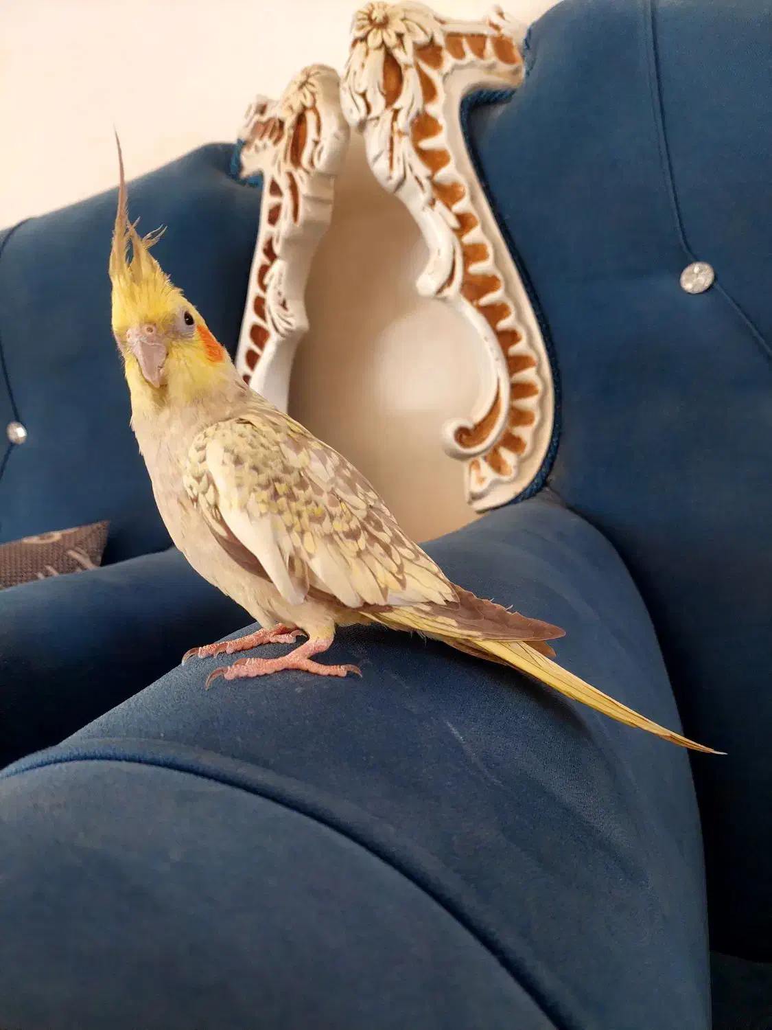 عروس هلندی ماده یکسال و نیمه|پرنده|خمینیشهر, |دیوار