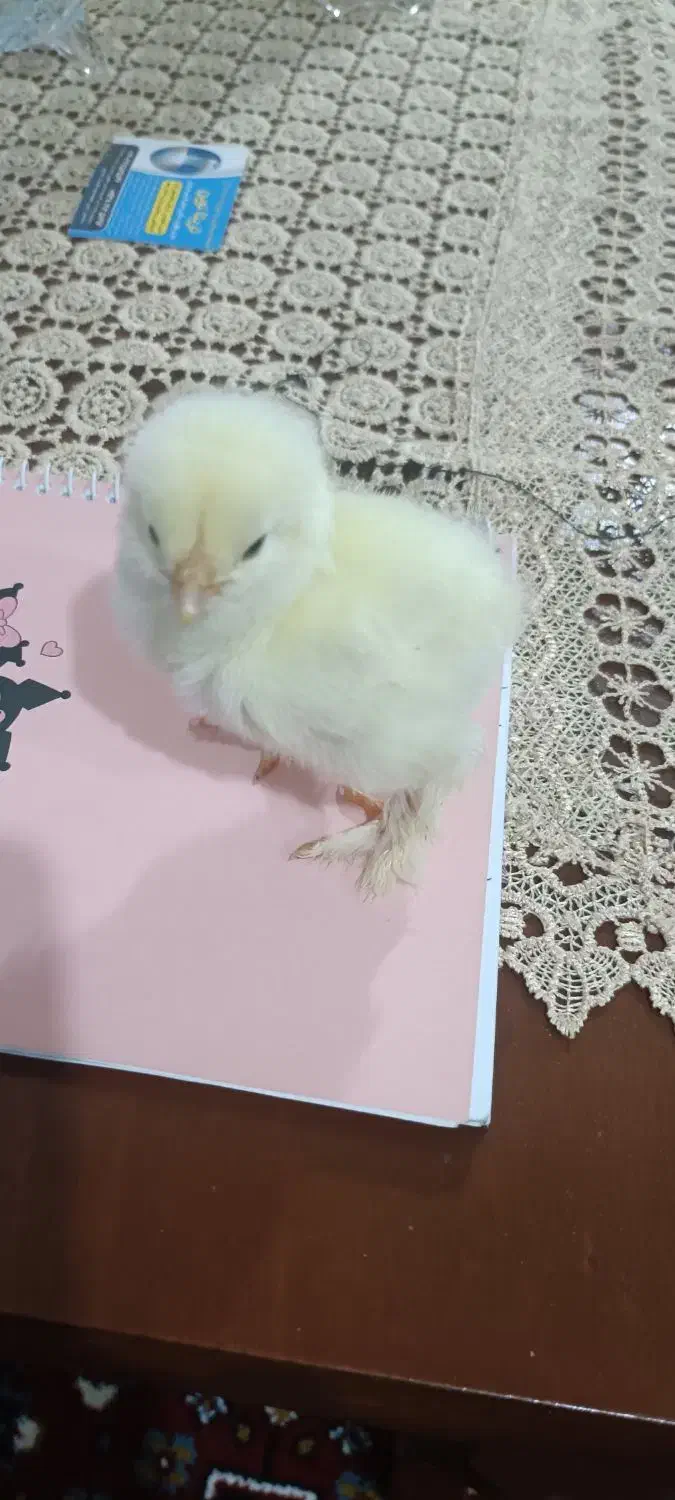 جوجه برهما و آمروک ومینیاتوری پاپرلپی|حیوانات مزرعه|اسالم, |دیوار