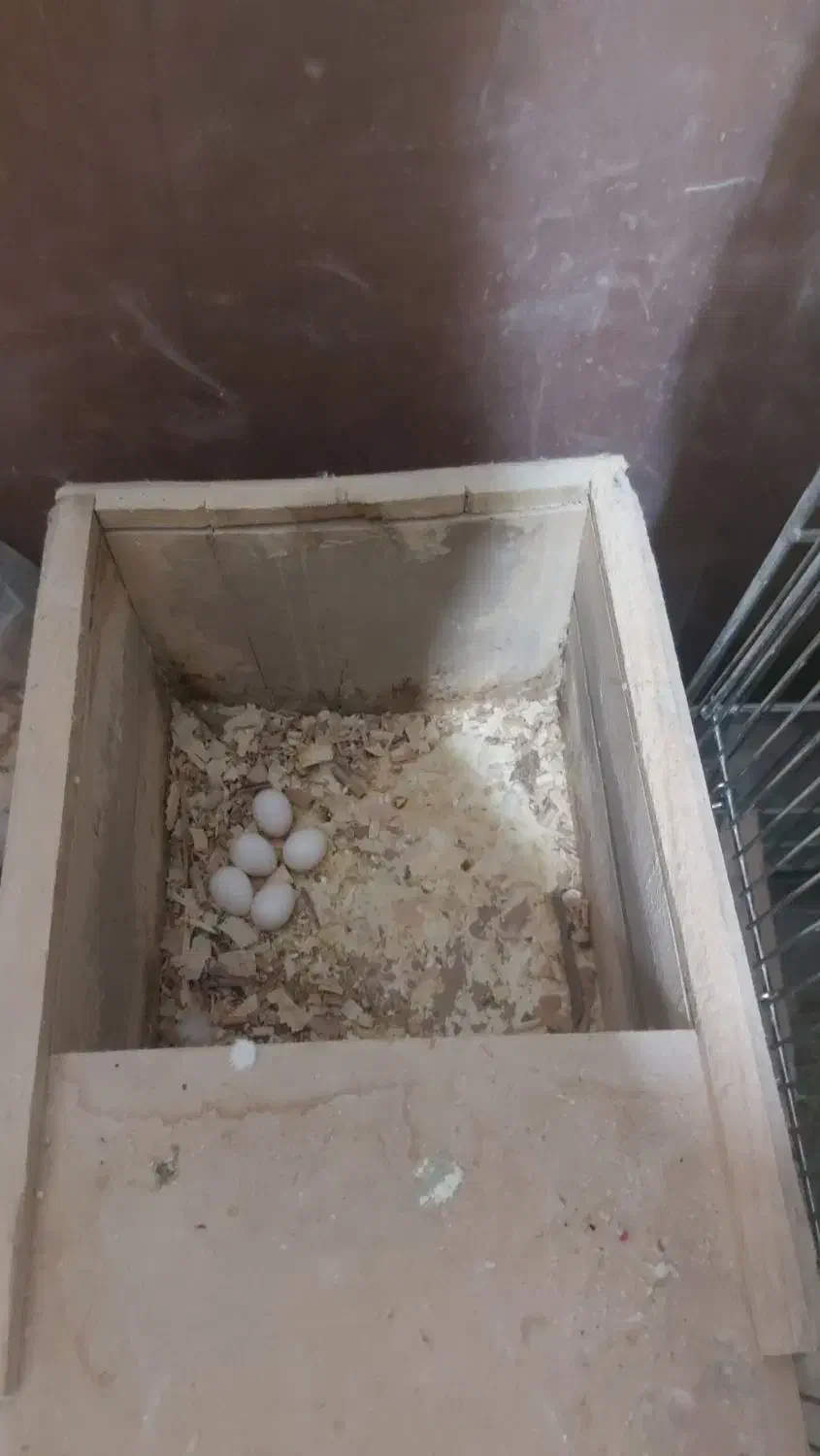 عروس هلندی مولد|پرنده|دهاقان, |دیوار