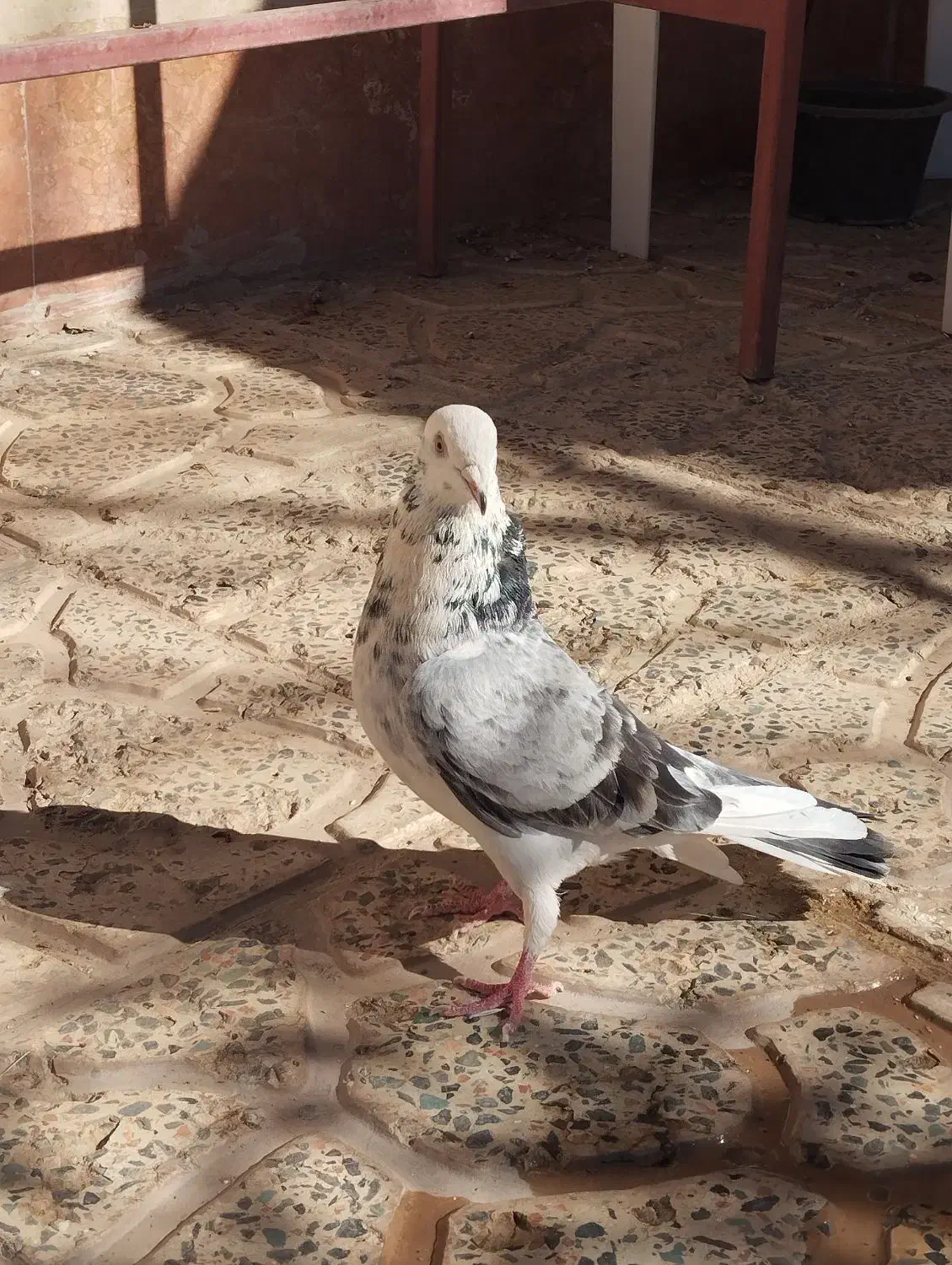 کبوتر شازده|پرنده|نورآباد, |دیوار