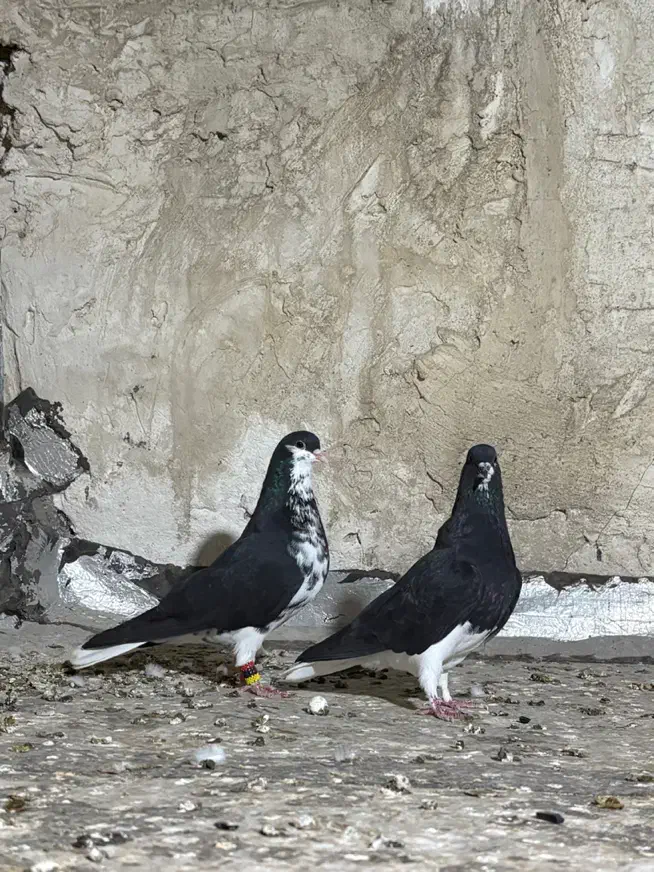 نر و ماده خشرنگ|پرنده|کازرون, |دیوار