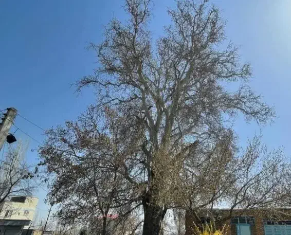 چوبباغیشماراخریدارمبهقیمتبالا|خدمات باغبانی و درختکاری|بجنورد, |دیوار