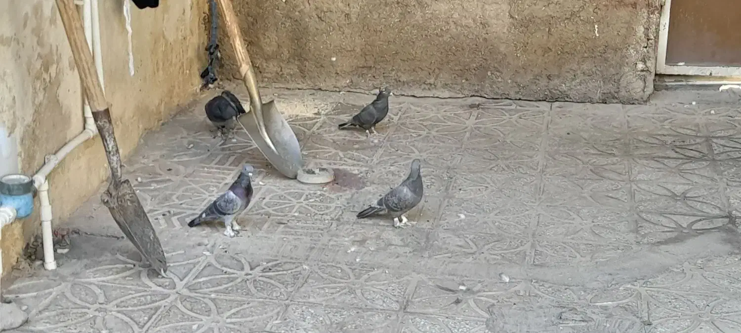 کبوتر|پرنده|لردگان, |دیوار