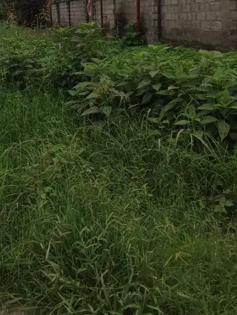 زمین به همراه جواز ساخت|فروش زمین و ملک کلنگی|خشکبیجار, |دیوار