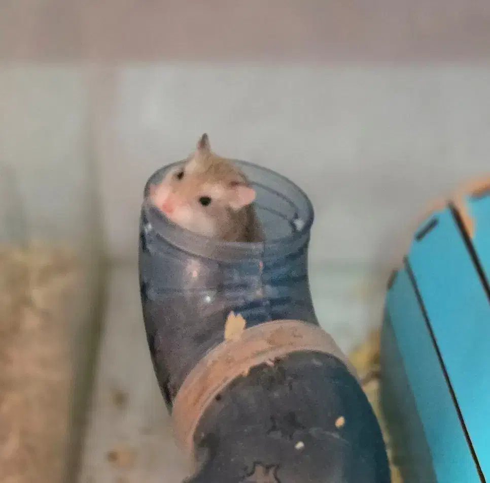 همستر روبروفسکی|موش و خرگوش|تهران, دارآباد|دیوار