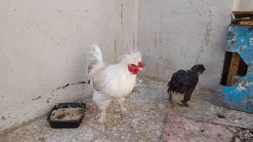 خروس سالم و بی نظیر|حیوانات مزرعه|قم, در بهشت|دیوار