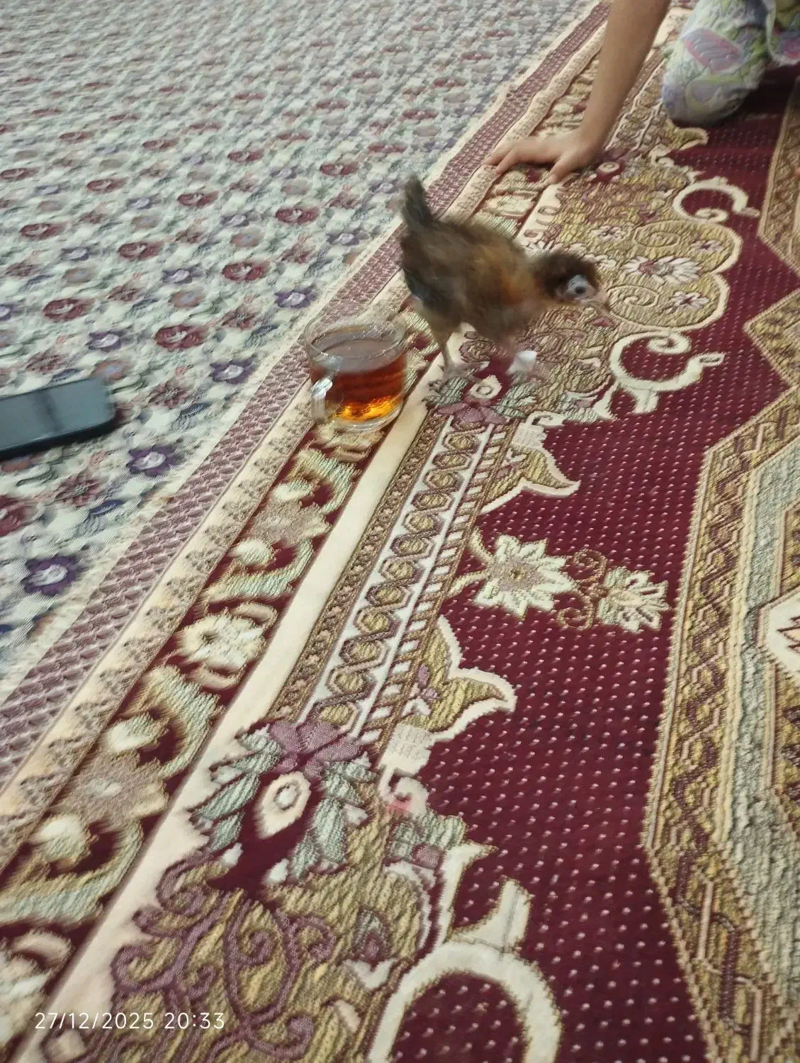 جوجه|حیوانات مزرعه|یزد, |دیوار