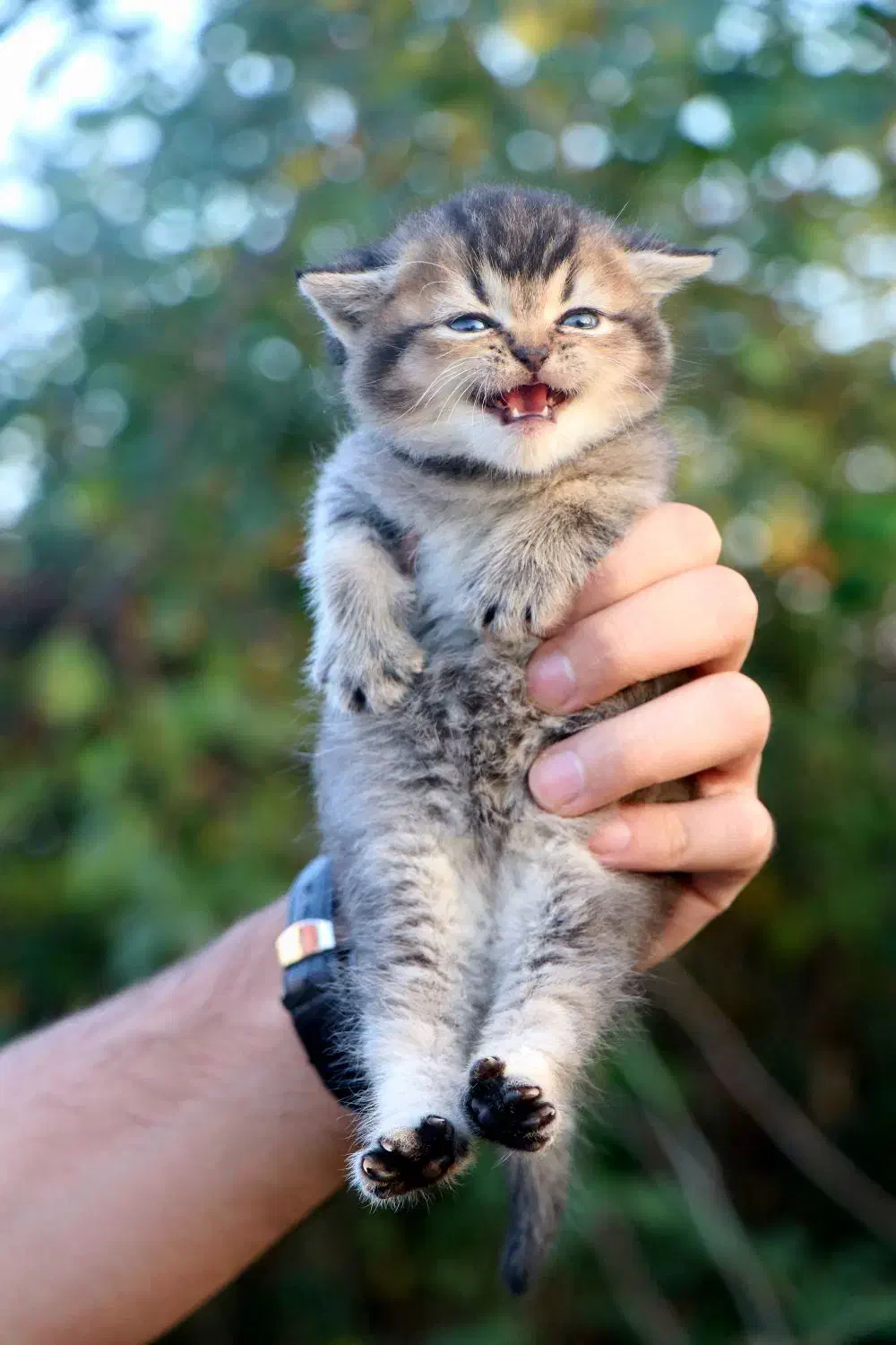 اسکاتیش بریتیش ماده بچه|گربه|رشت, منظریه|دیوار