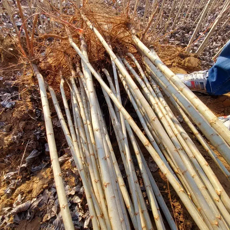 نهالستان عرضه مستقیم میوه و صنوبر نیگرا|خدمات باغبانی و درختکاری|تهران, دکتر هوشیار|دیوار