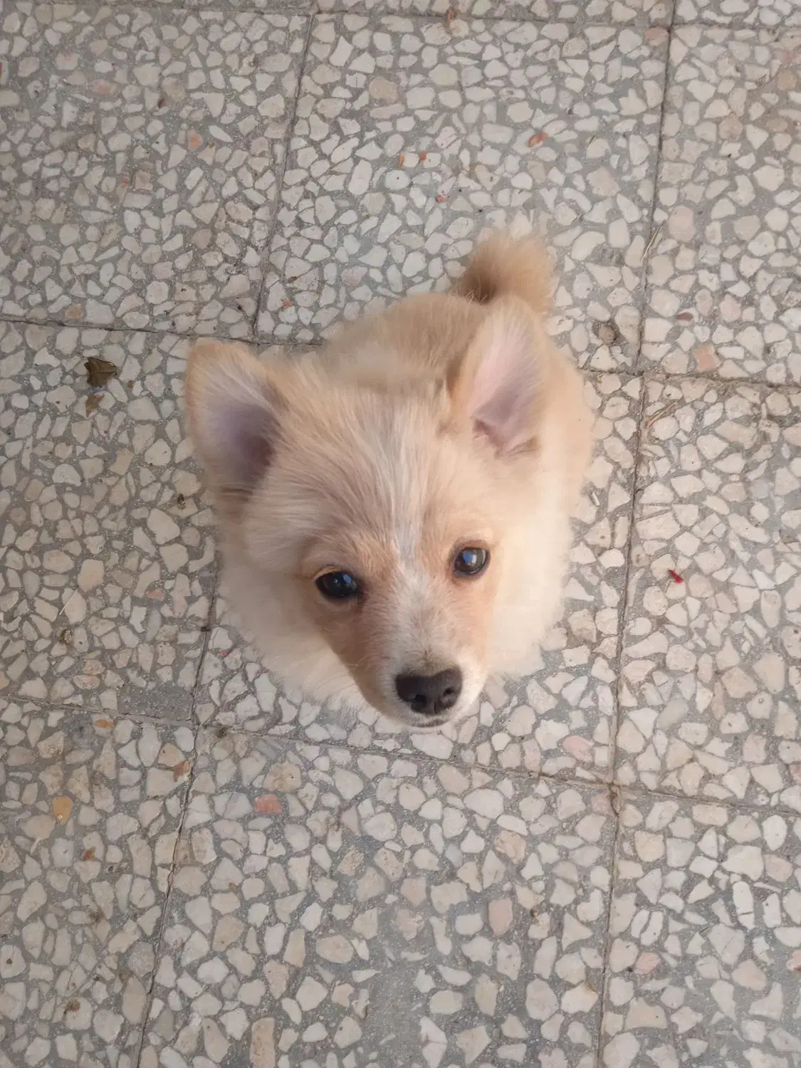 سرپرستی سگ پامرین|سگ|کاشان, فاز ۱ ناجی آباد|دیوار