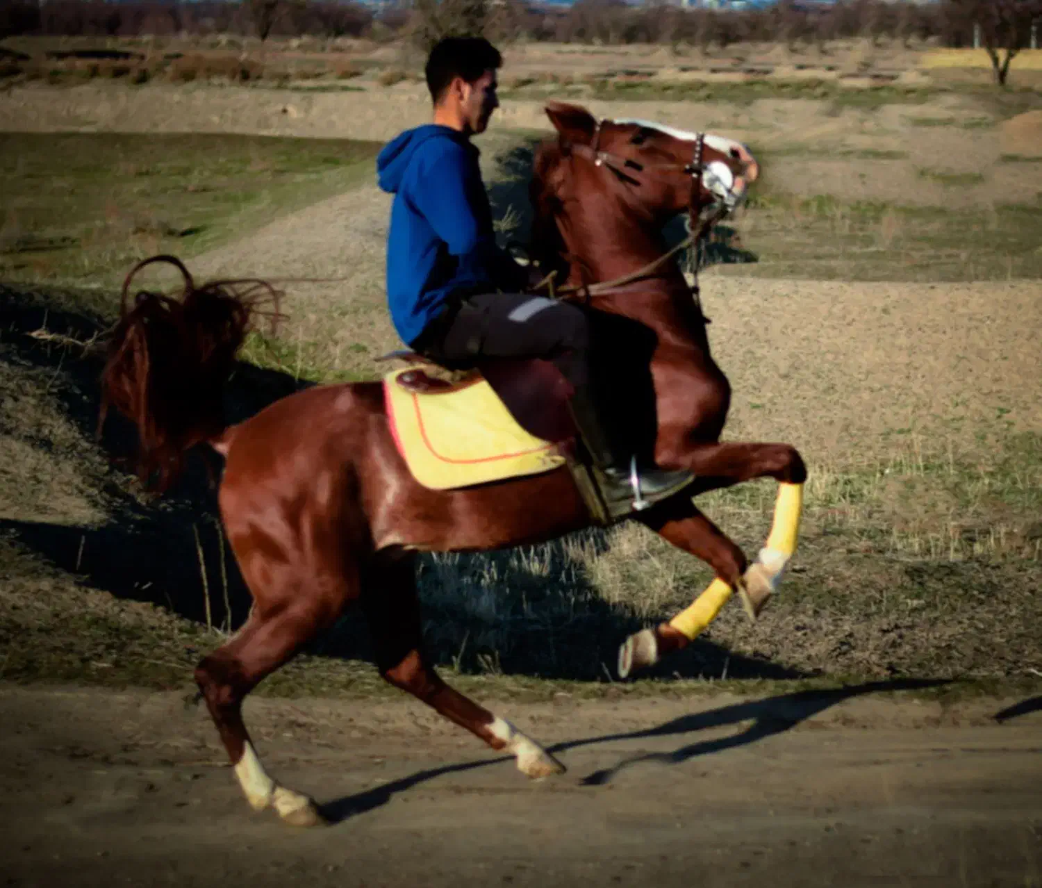 نریان سیلمی کره طوفان جنتیان&اسطوره مهتاب|اسب و تجهیزات اسبسواری|قزوین, |دیوار