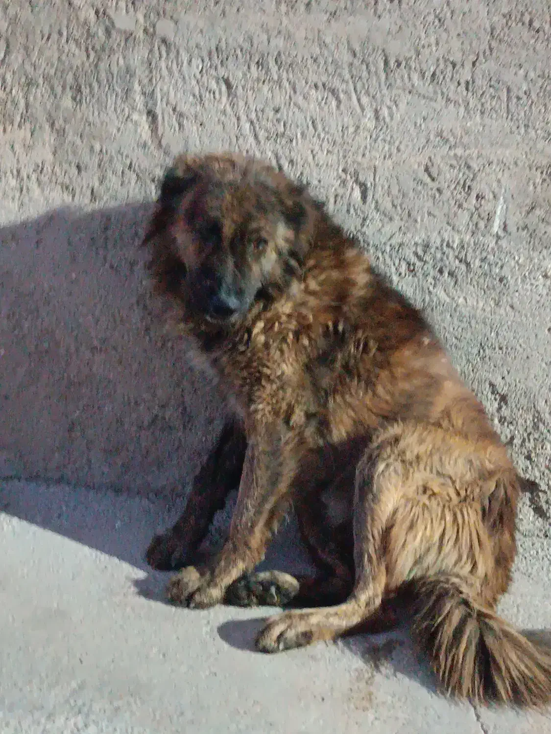 سگ گله ای جوان|سگ|صحنه, |دیوار