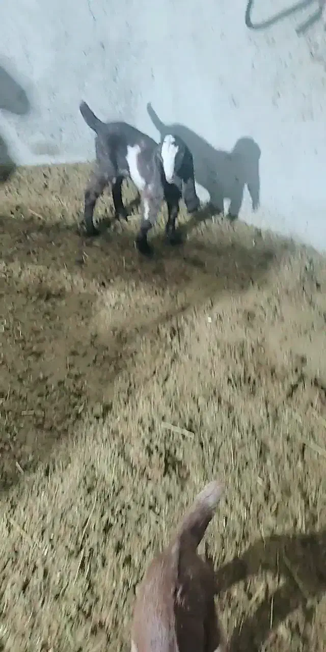 بز پاکستانی دوتاش زاییده و یه نر بز و دوتا بزغاله|حیوانات مزرعه|قوچان, |دیوار