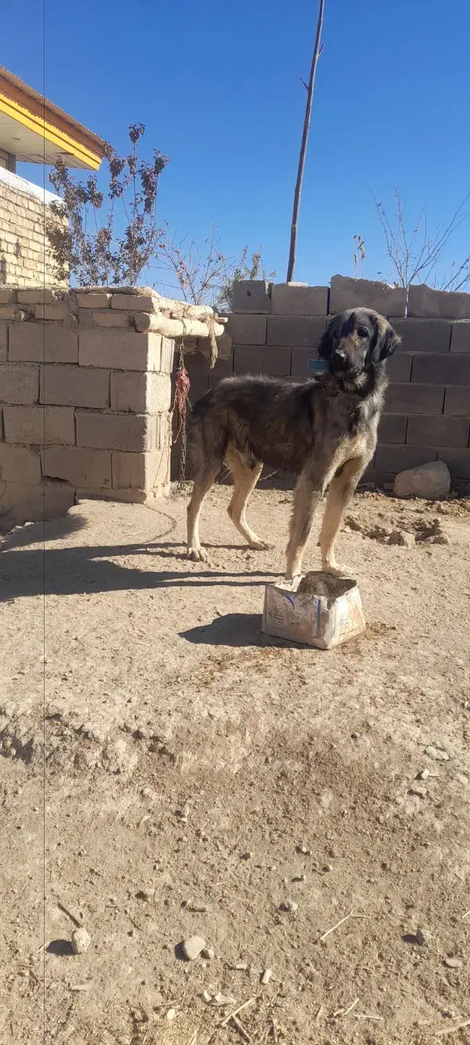 واگذاری سگ|سگ|کبودرآهنگ, |دیوار