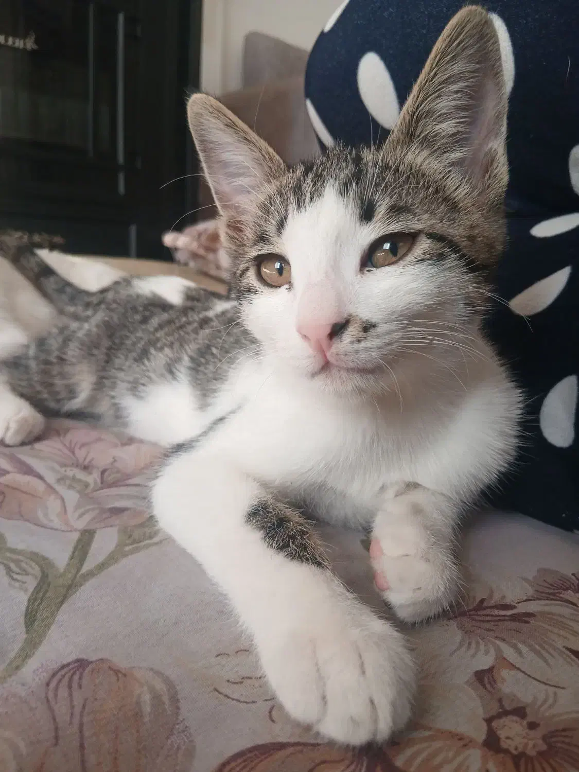 دوتا گربه نر ماده خوشگل سفید|گربه|قوچان, |دیوار