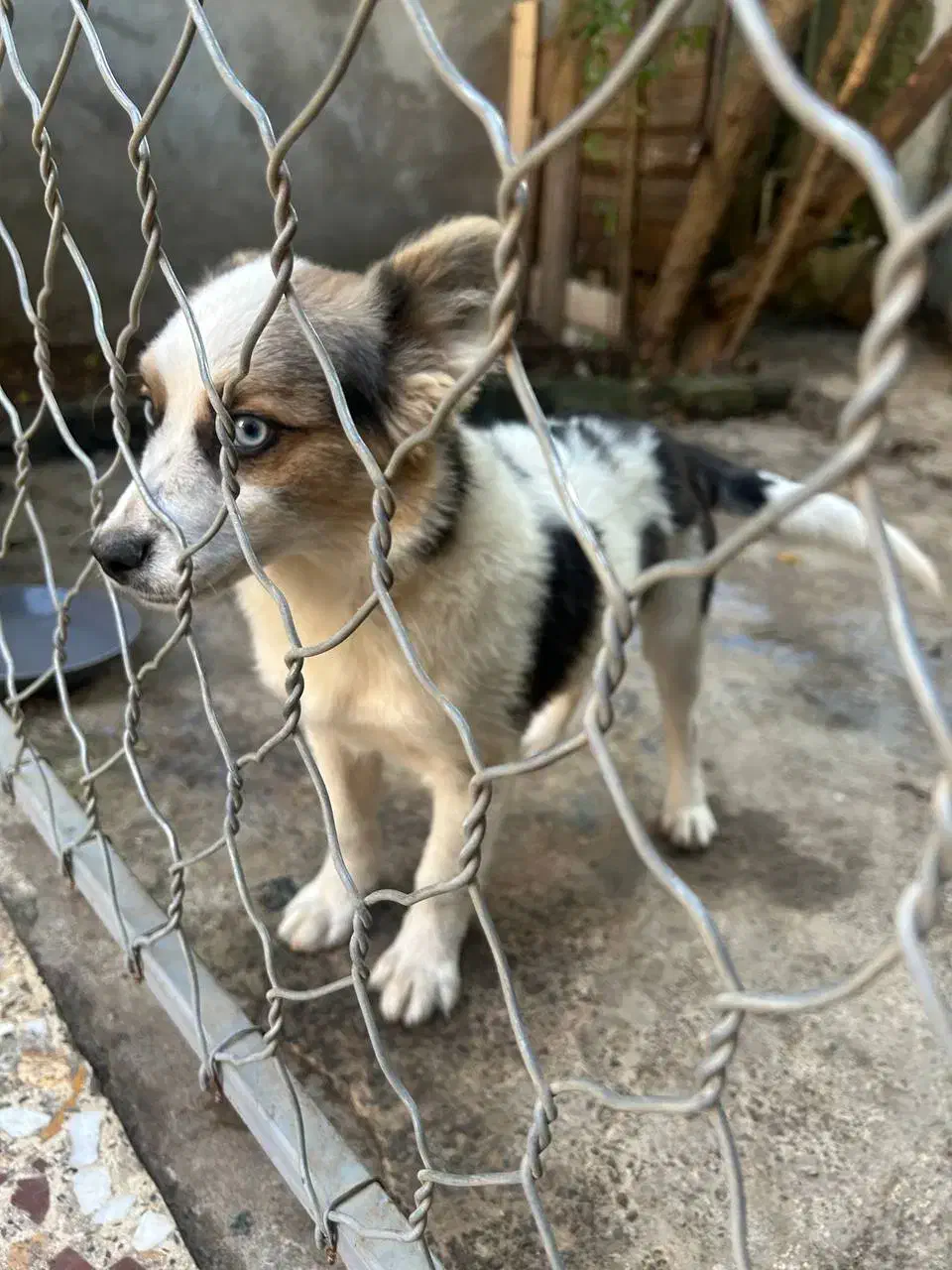 هاسکی پا کوتاه|سگ|لاهیجان, گلستان|دیوار