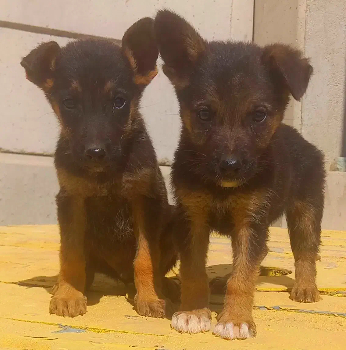 سگ ژرمن شیپرد جرمن کینگ سایز موکوتاه توله ( نر )|سگ|تهران, وردآورد|دیوار