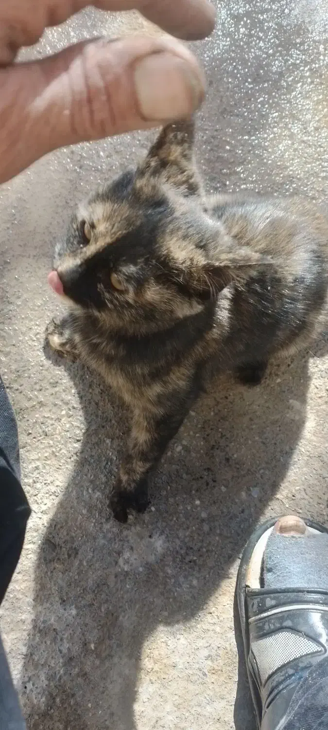 توله گربه|گربه|خمین, |دیوار