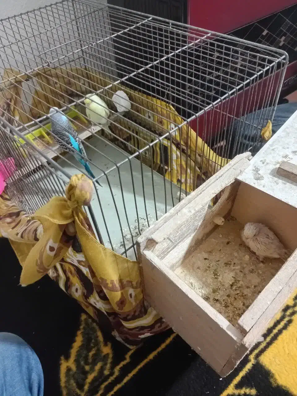 دو جفت مرغ عشق با یه جوجه قیمت ۱/۳۰۰|پرنده|دماوند, گیلاوند|دیوار