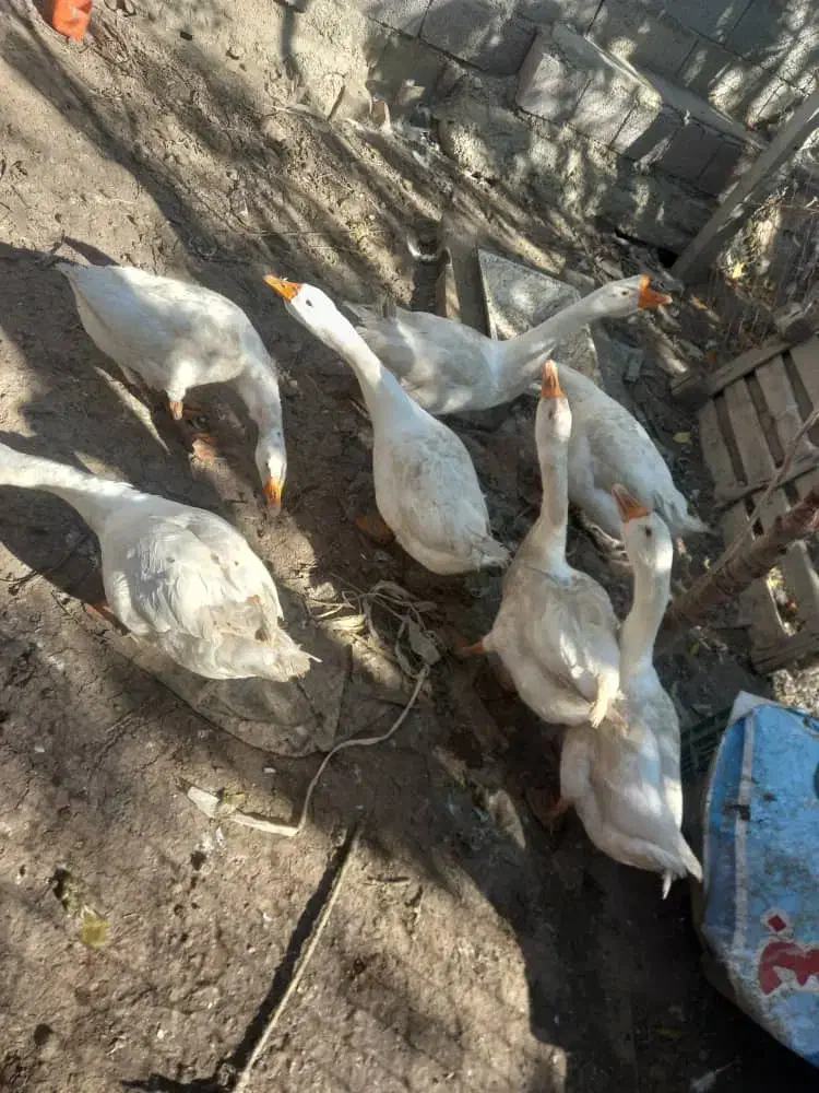 غازهای سالم و سرحال|حیوانات مزرعه|ارومیه, |دیوار