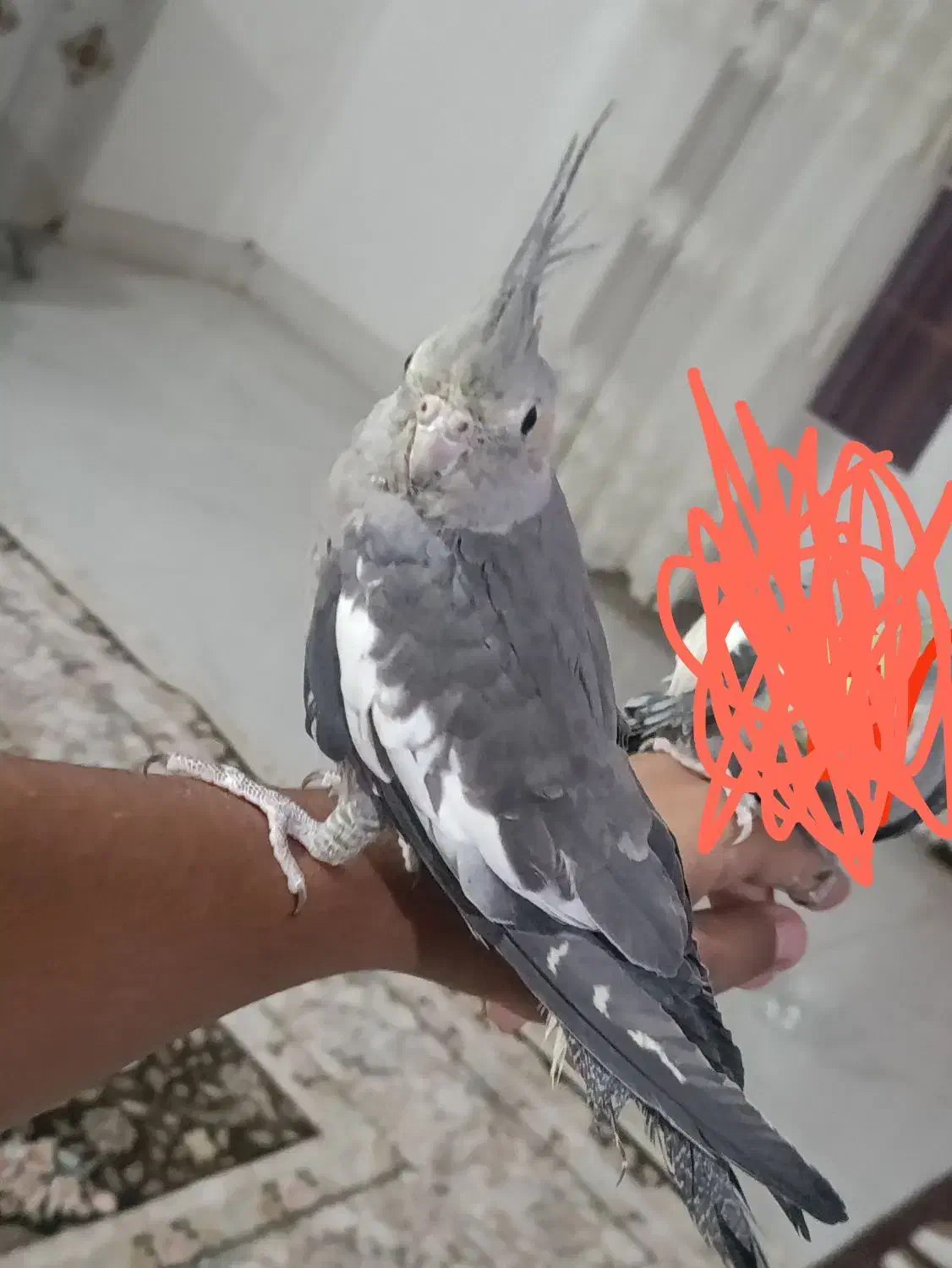ماده|پرنده|بم, |دیوار