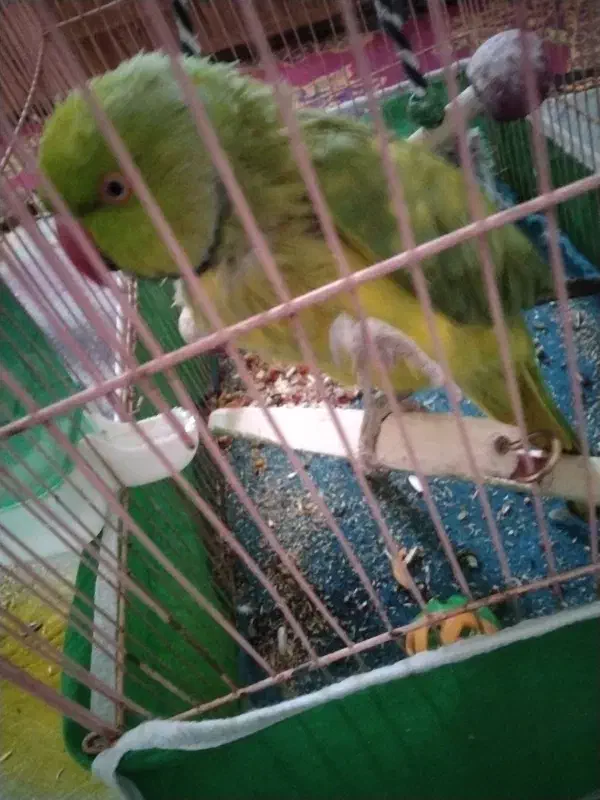 طوطی ملنگو|پرنده|رفسنجان, |دیوار