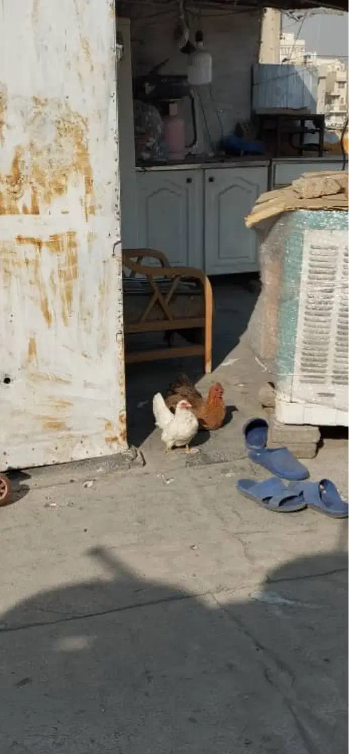 دو عدد مرغ محلی و جاپنیز عروسکی|حیوانات مزرعه|اسلام‌شهر, شهرک مفیدی|دیوار