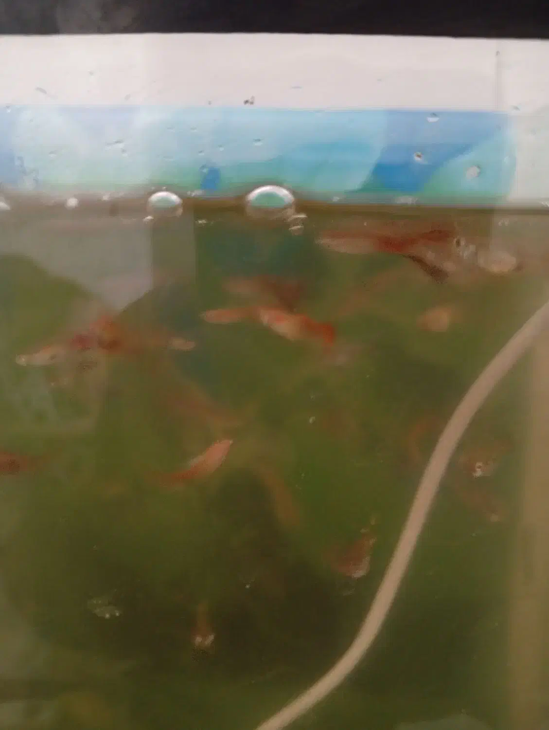 ماهی گوپی|ماهی|یزد, |دیوار