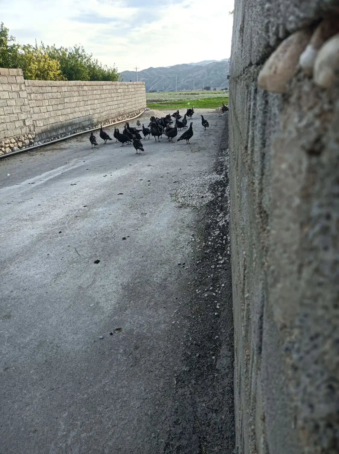 بوقلمون|حیوانات مزرعه|بهبهان, |دیوار