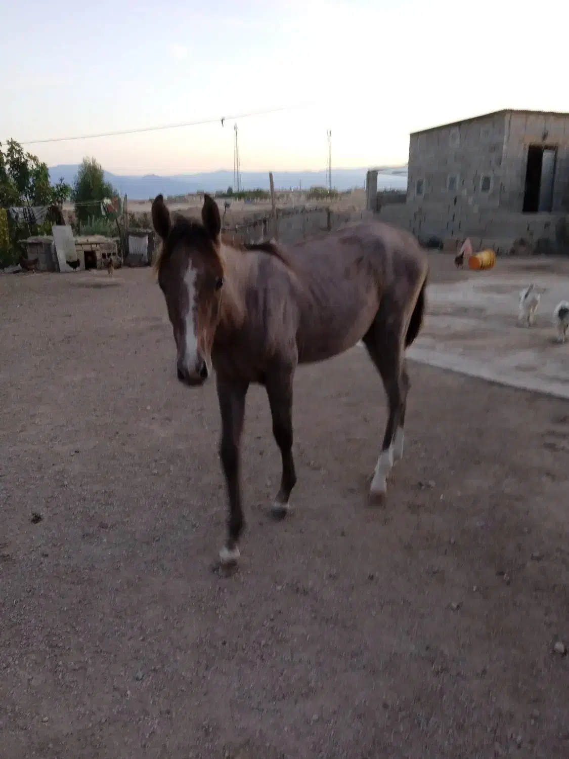 اسب ابستن ترکمن با کره ماده|اسب و تجهیزات اسبسواری|گنبد کاووس, |دیوار