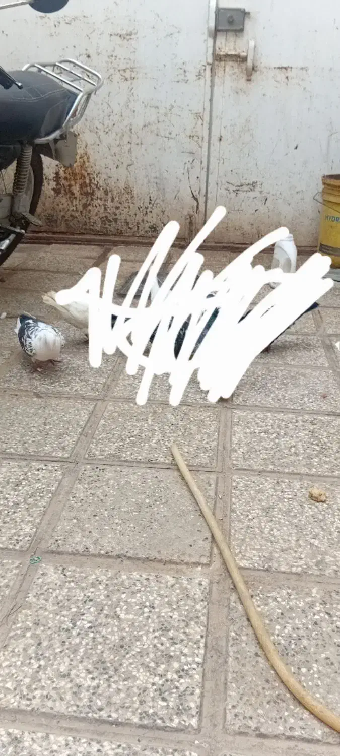 کفتر گم شده|حیوانات|تایباد, |دیوار