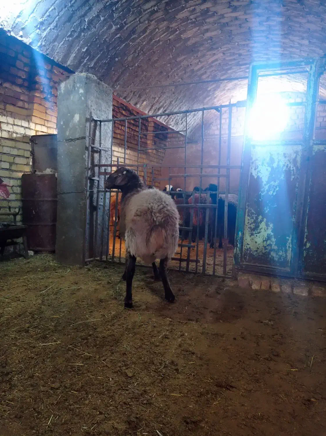 بره نر چاق جو خورده|حیوانات مزرعه|خنجین, |دیوار