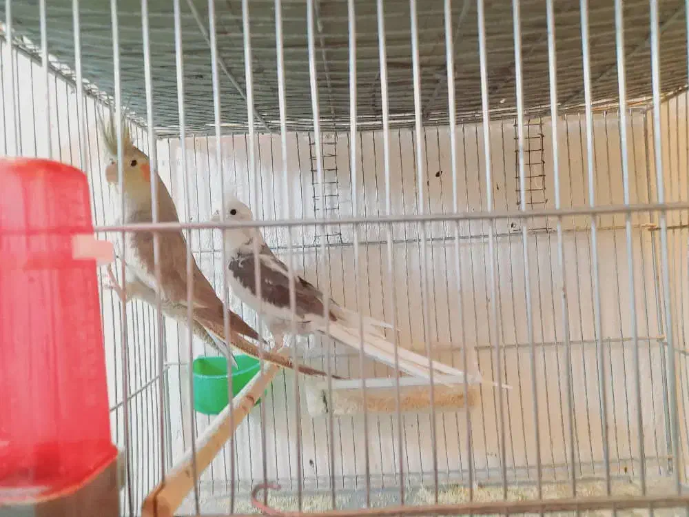 فروش‌جفت‌عروس‌هلندی‌مولد‌|پرنده|سیرجان, |دیوار