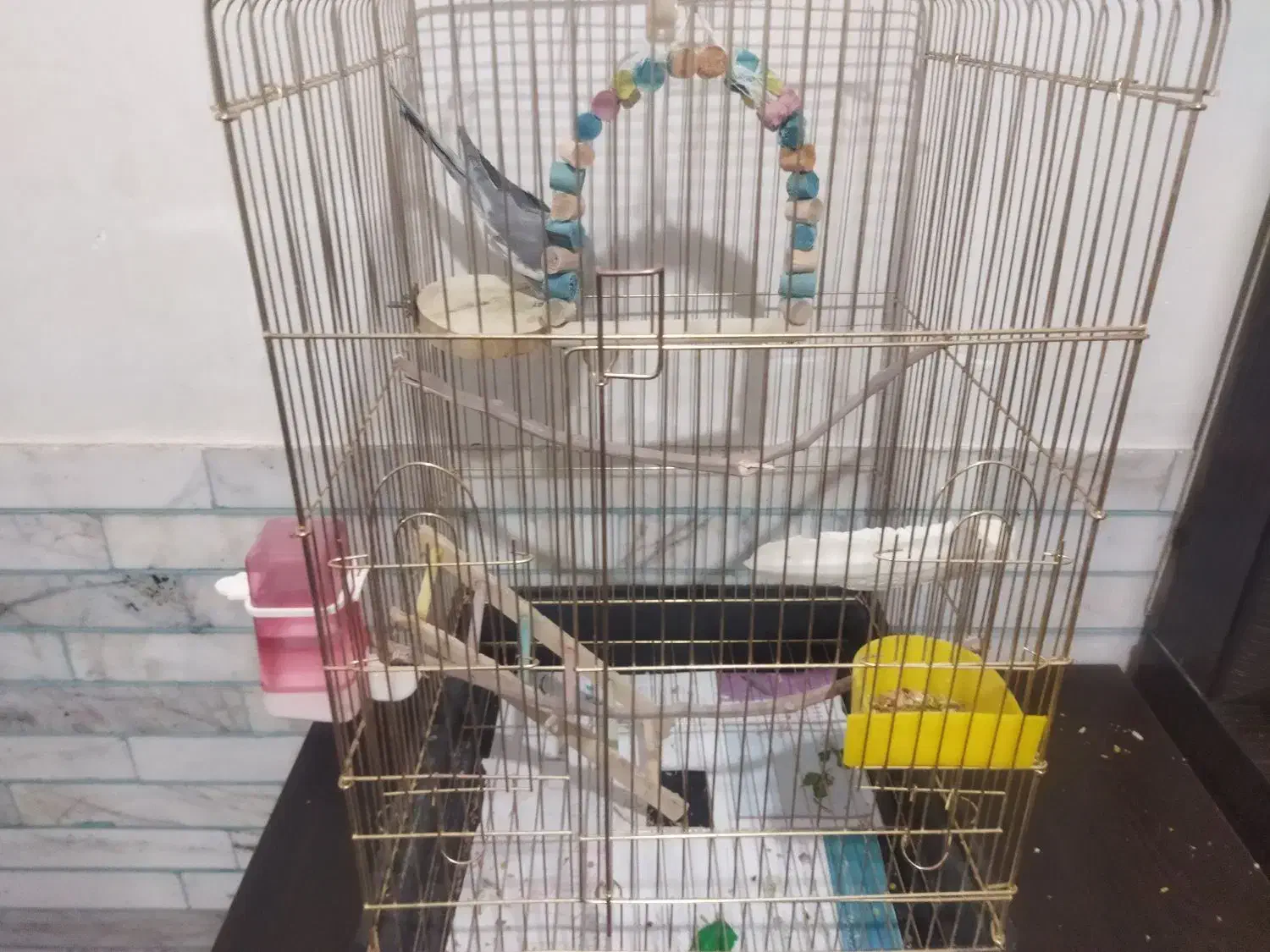 عروس 3ماهه|پرنده|زرند, |دیوار