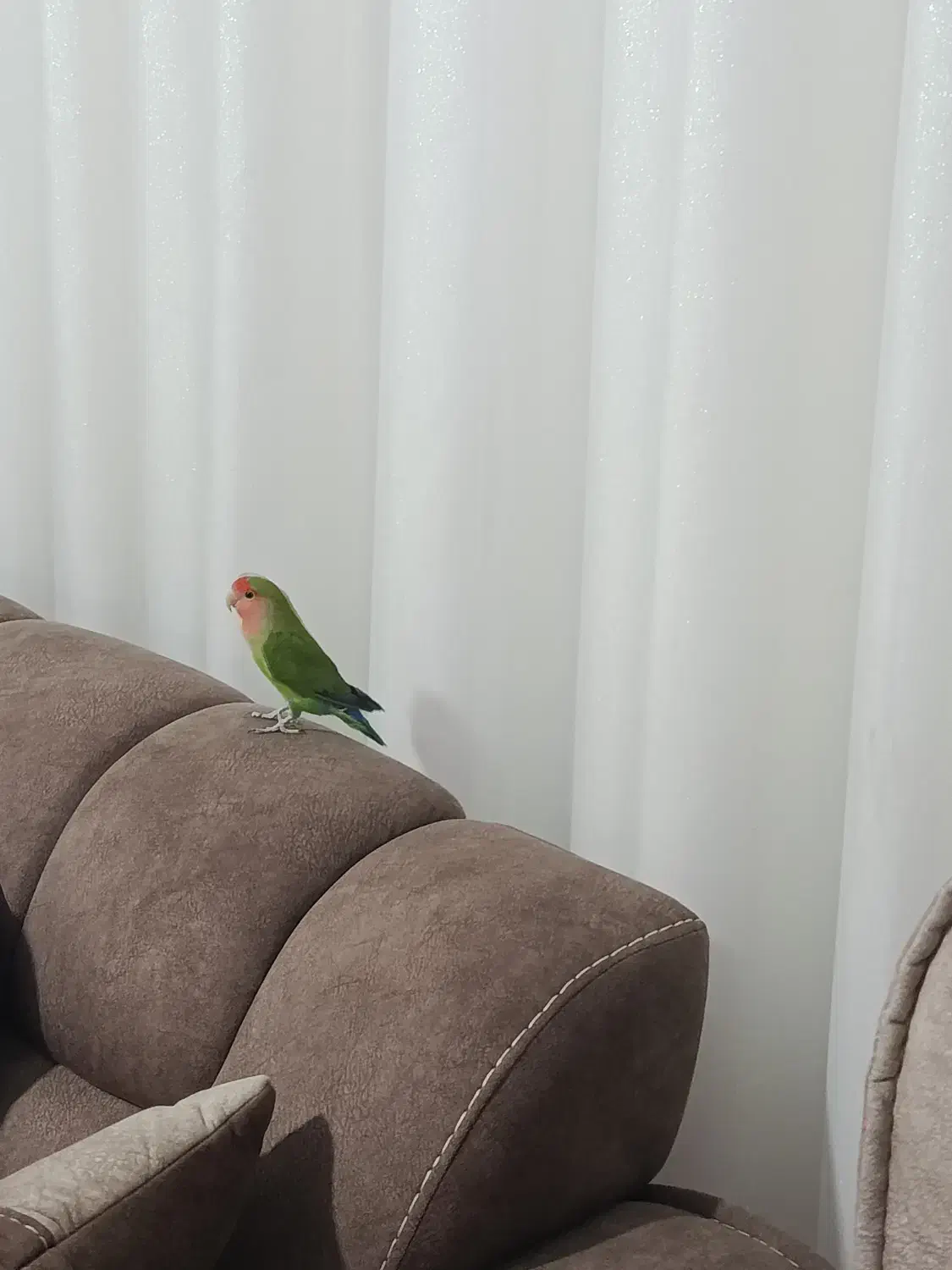 طوطی برزیلی|پرنده|تاکستان, |دیوار