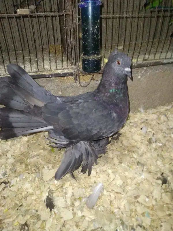 انواع کبوتر فروش|پرنده|دالخانی, |دیوار