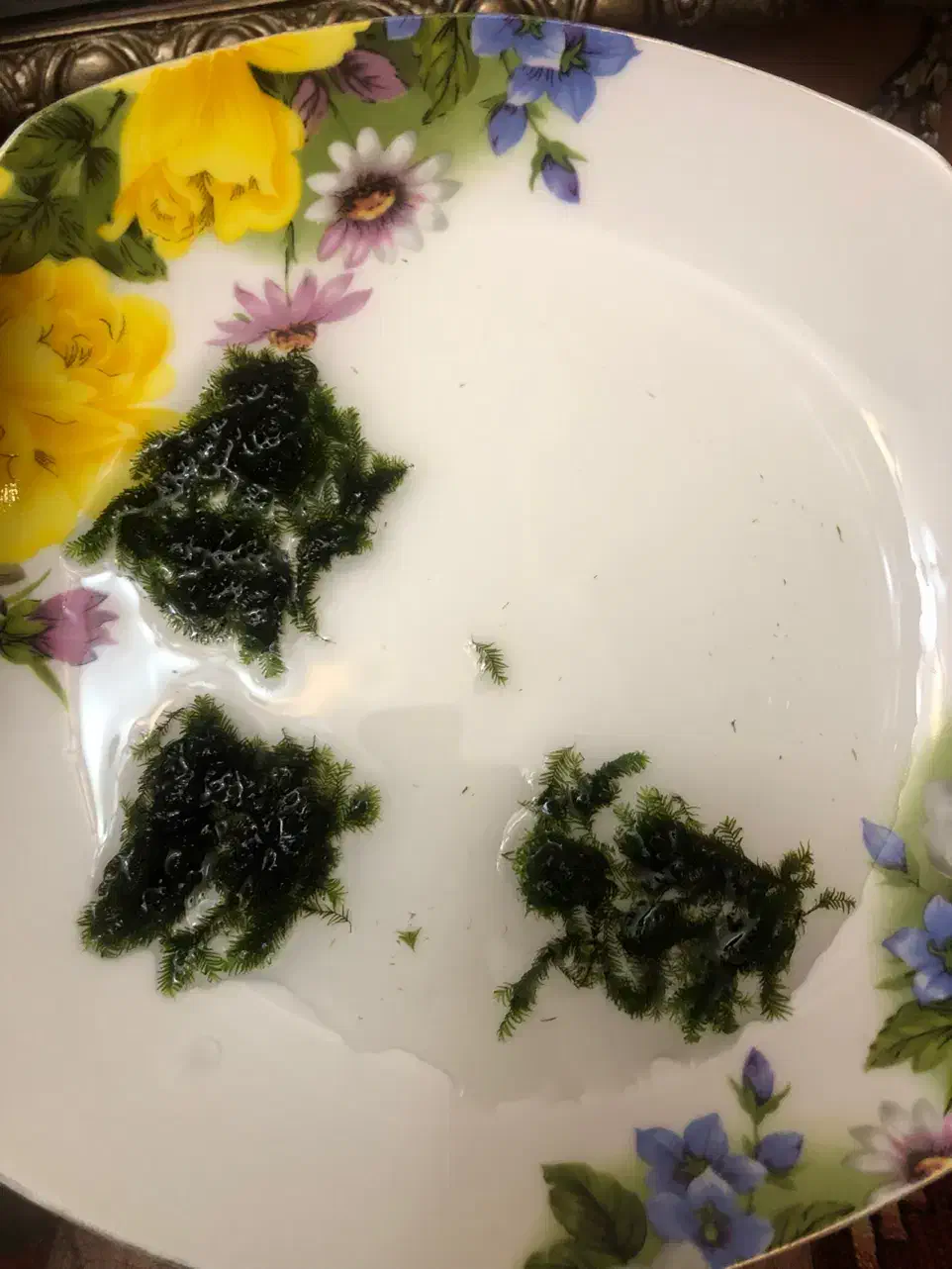 خزه اکواریوم|ماهی|تهران, نظامی گنجوی (توانیر)|دیوار