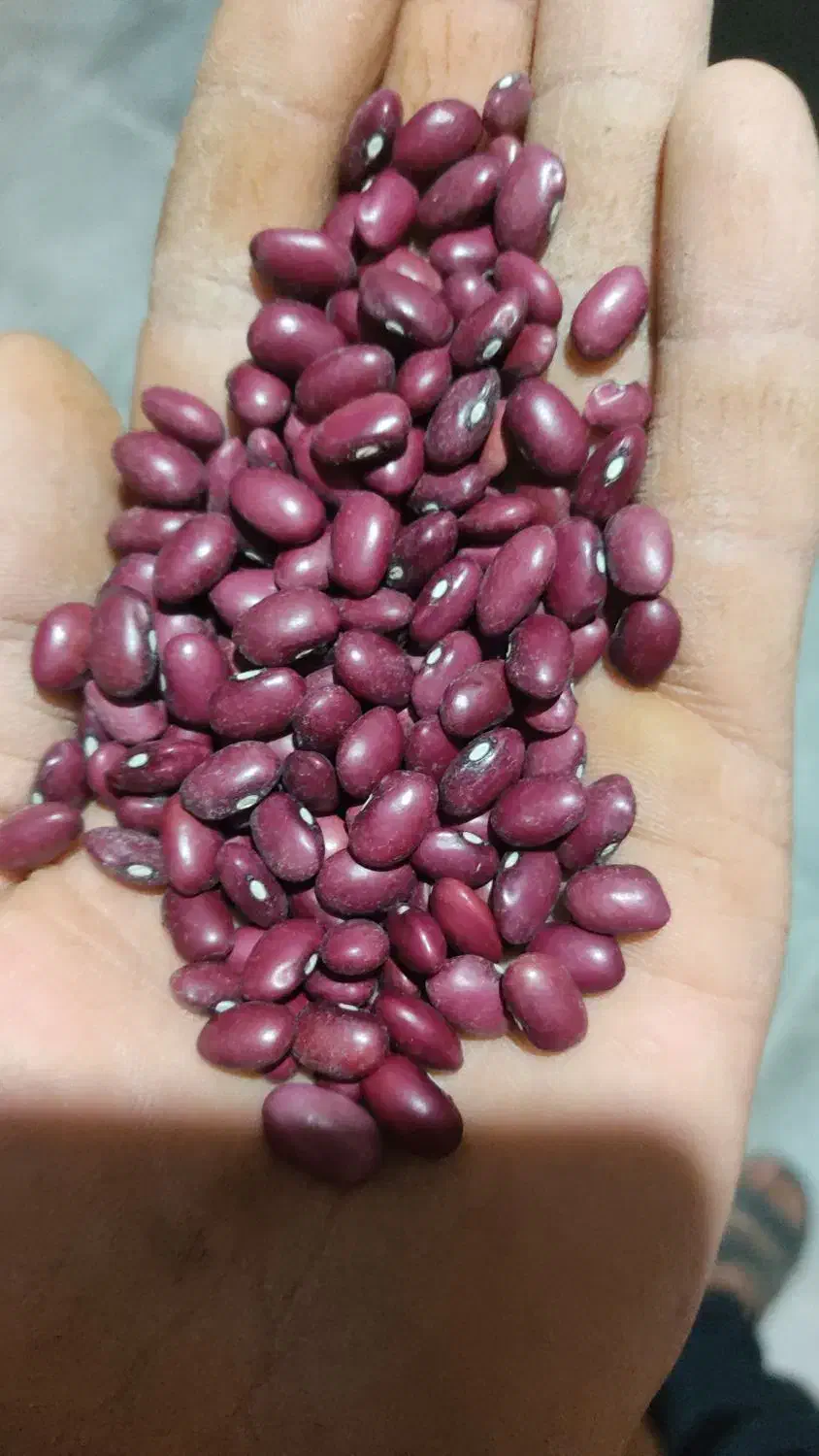 لوبیا|عمده‌فروشی|اراک, |دیوار
