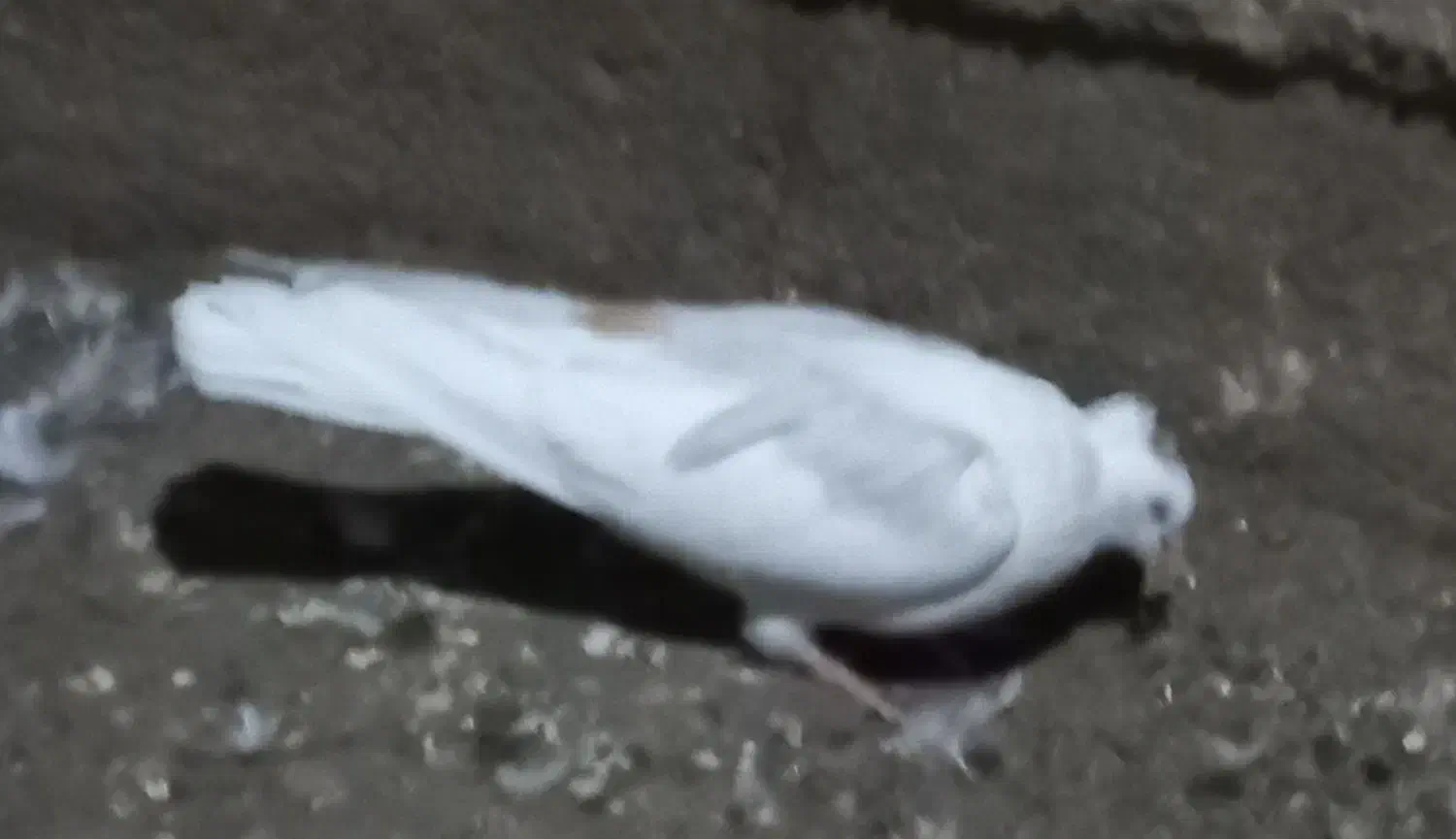 کفتر کاکلی ماده|پرنده|شاهرود, |دیوار