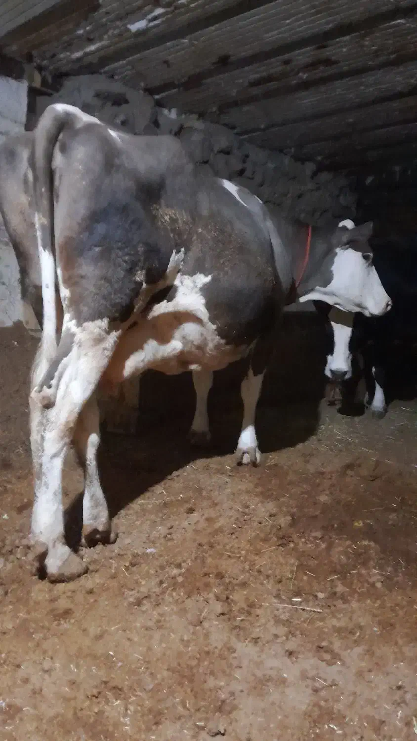 با سلام یک عدد گاو سیمینتالاصل|حیوانات مزرعه|میانه, |دیوار