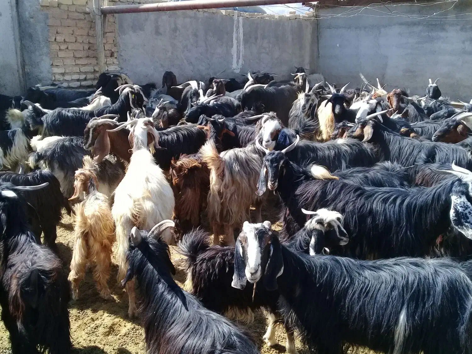 فروشی بز ابستن|حیوانات مزرعه|زرقان, |دیوار