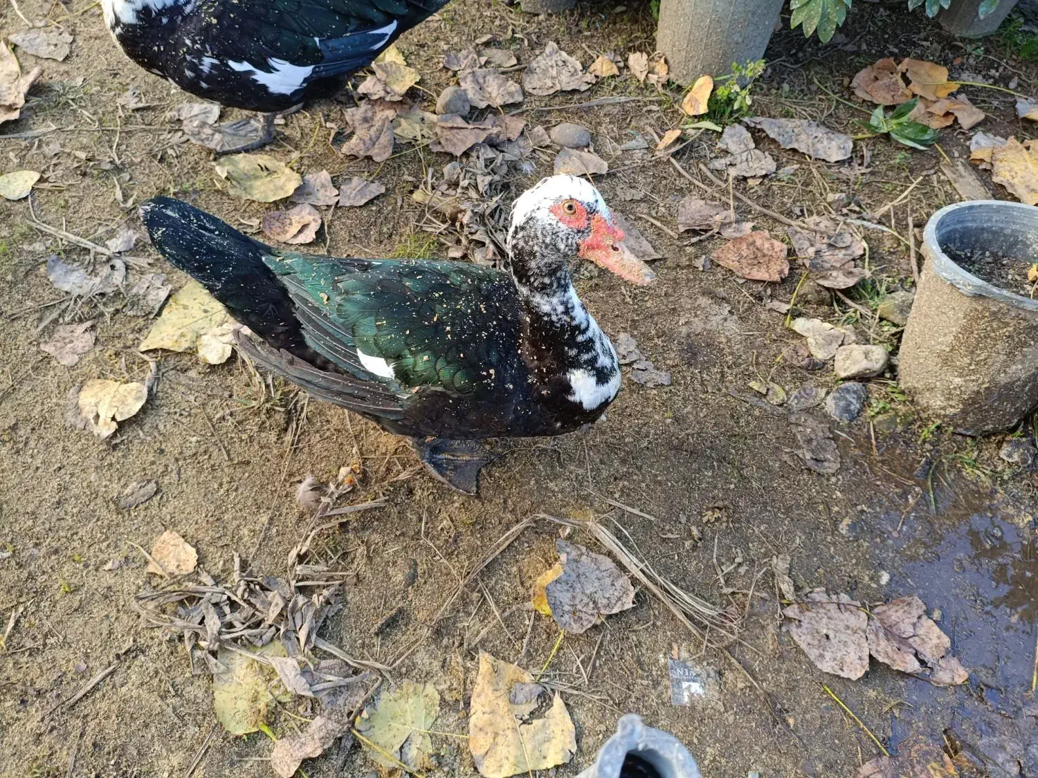 اردک اسرائیلی|حیوانات مزرعه|سلمان‌شهر, |دیوار