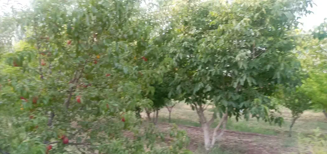 باغ|فروش دفتر صنعتی، کشاورزی، تجاری|اقبالیه, |دیوار