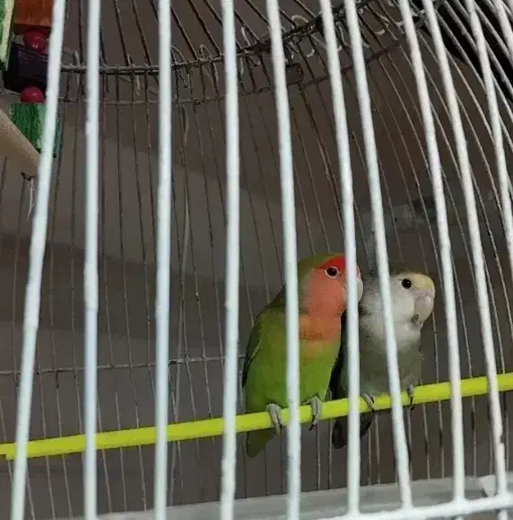 کوتوله برزیلی|پرنده|مشهد, عبادی|دیوار