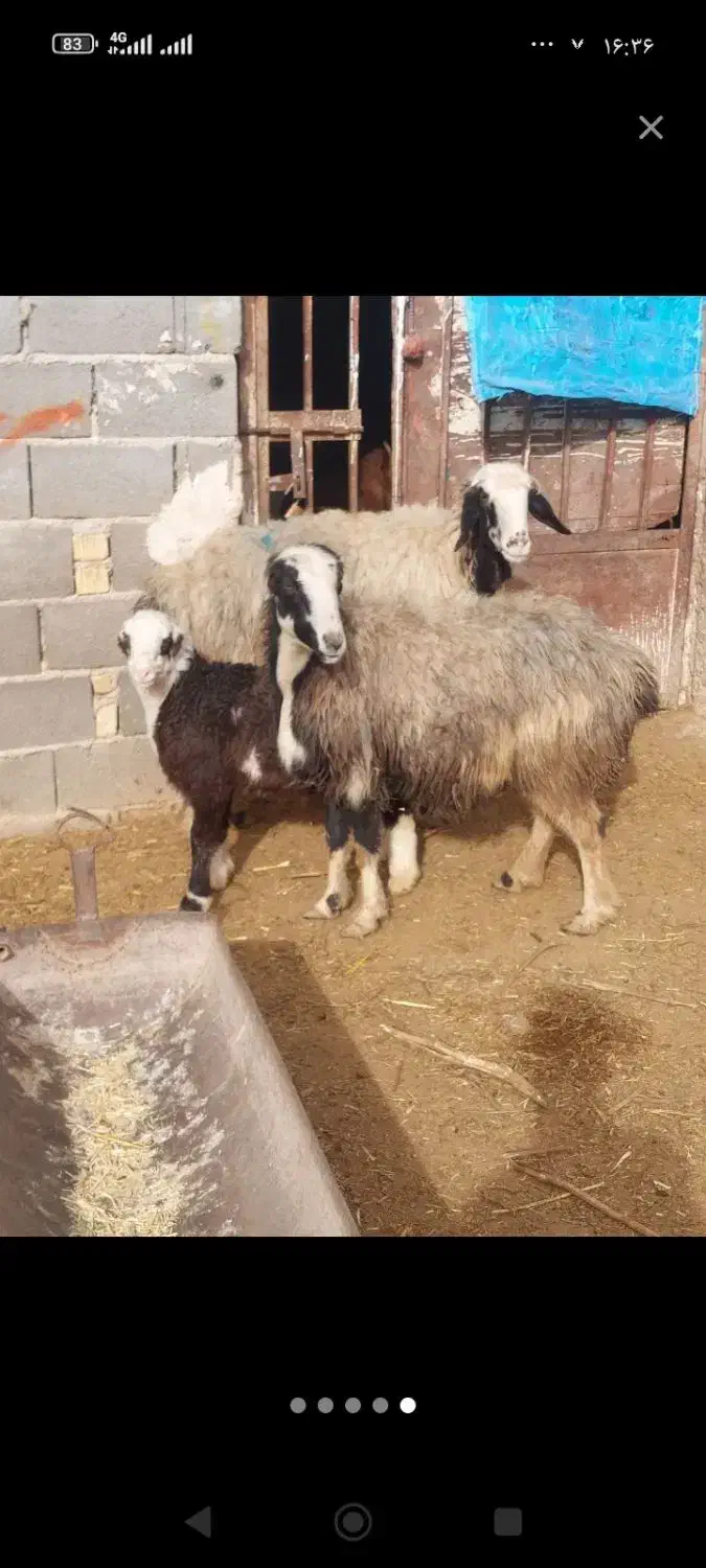میش.بره.|حیوانات مزرعه|شیراز, گویم|دیوار