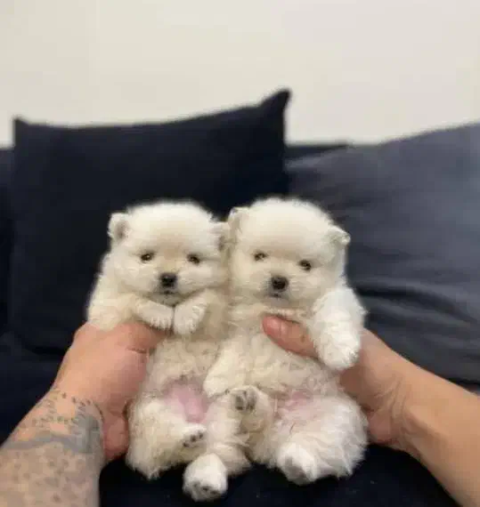 توله فسقلی|سگ|قشم, |دیوار