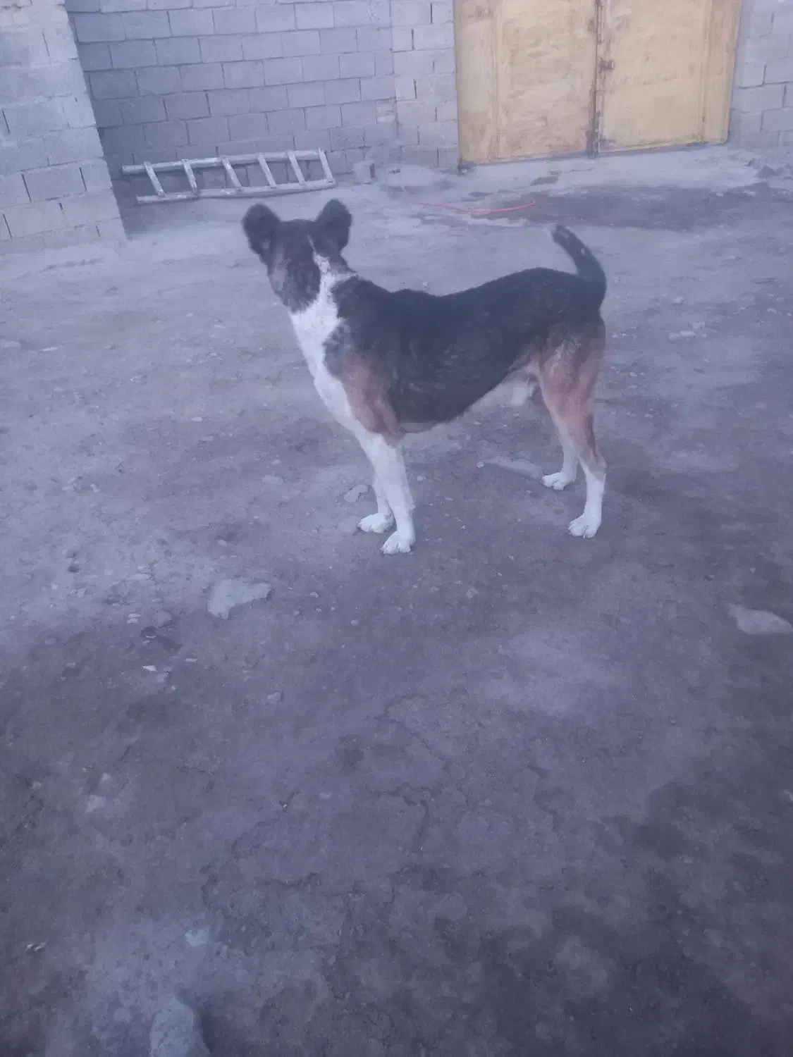 سگ سرابی نر|سگ|میاندوآب, |دیوار